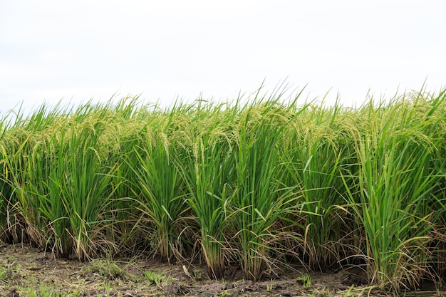 Concetto organico e naturale del campo di riso