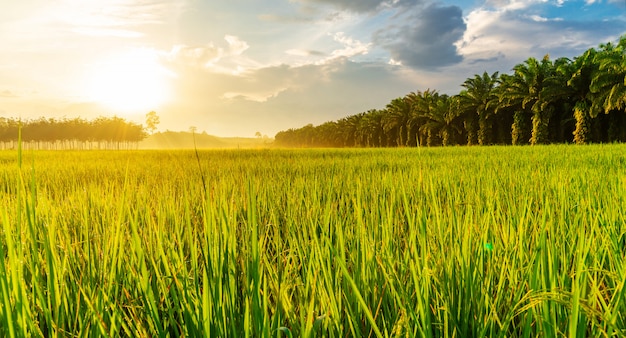 Rice field panorama with sunrise or sunset in moning light