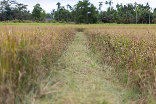 Photo rice field riceberry