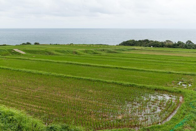 田んぼと海の風景