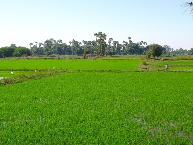 The rice field in the small village Myanmar