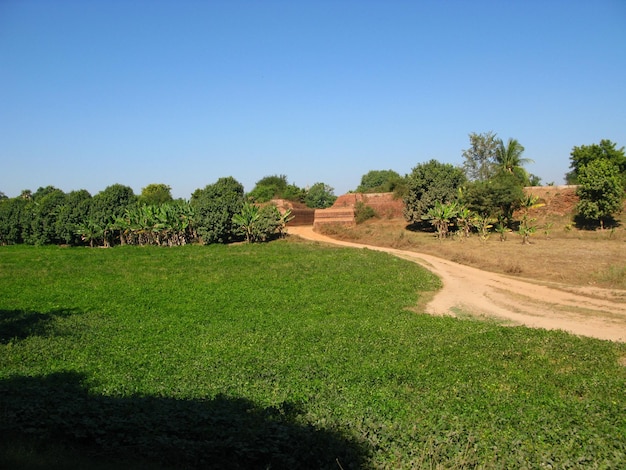 Il campo di riso nel piccolo villaggio myanmar