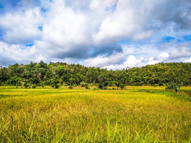 Photo rice field sompak district west kalimantan