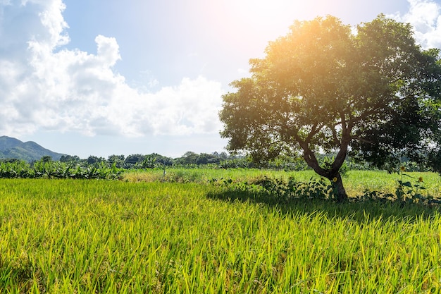 Rice field and sun flare