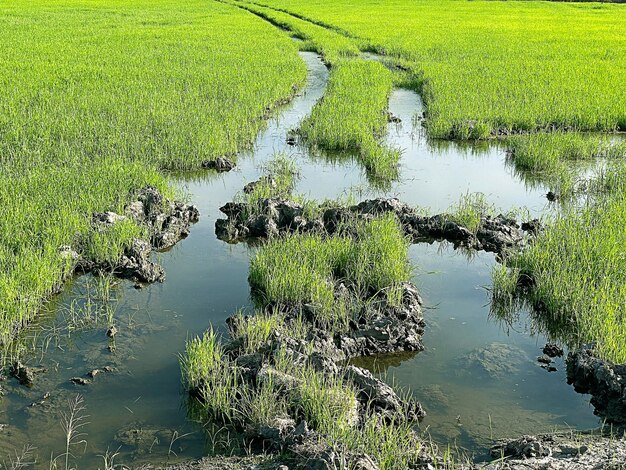 Rice field in sunny day rural area in Thailand