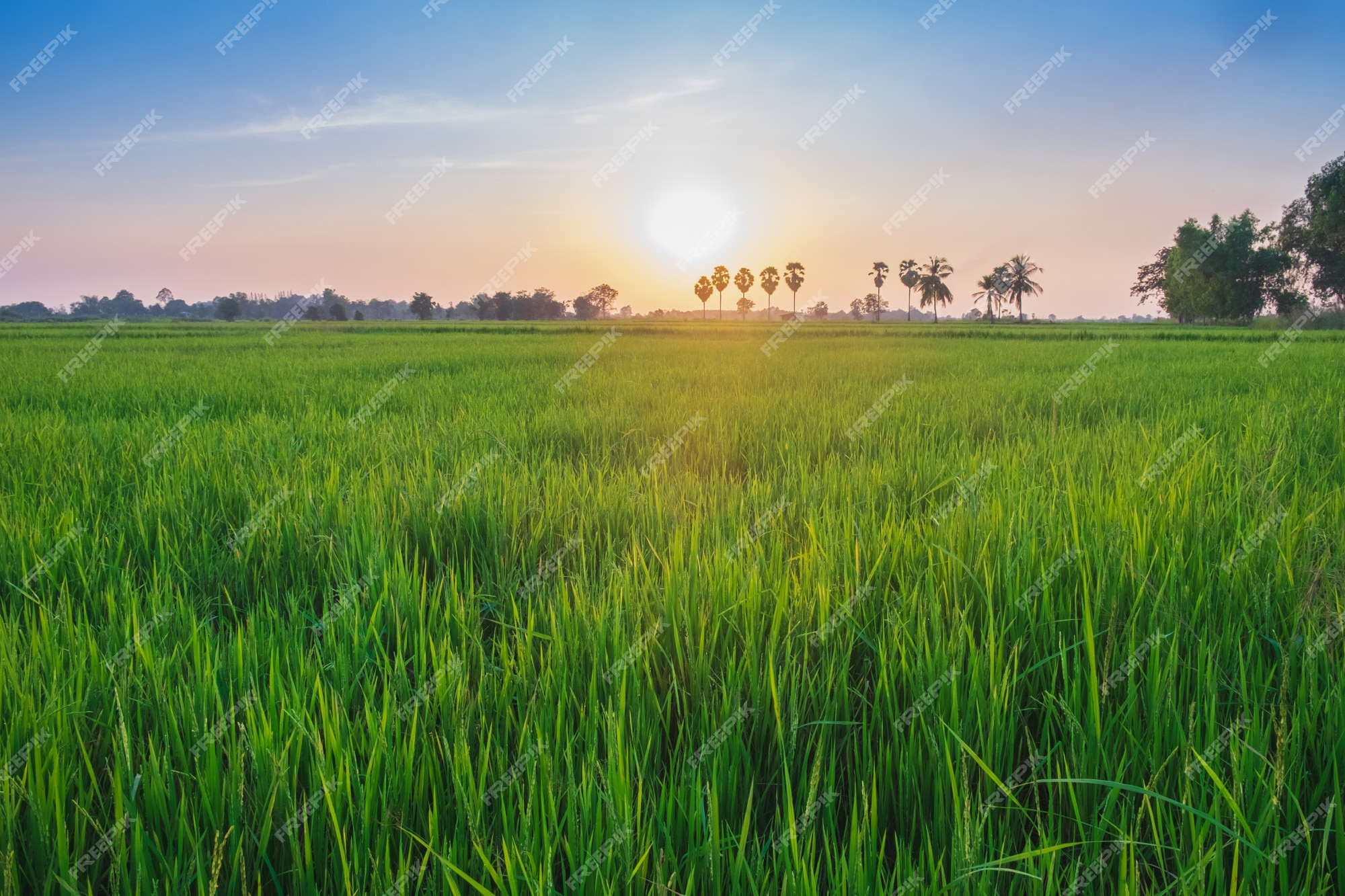 Premium Photo | Rice field in sunrise time blue orange sky background in  thailand