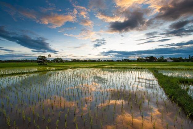 Photo rice field at sunset, thailand