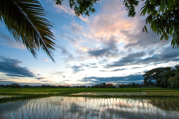 Rice field at sunset, Thailand