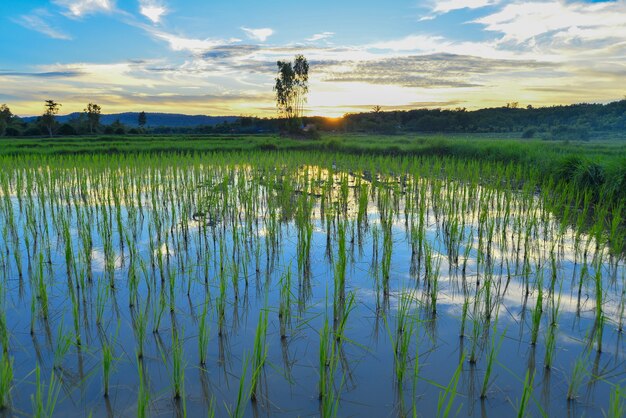 rice field on sunset