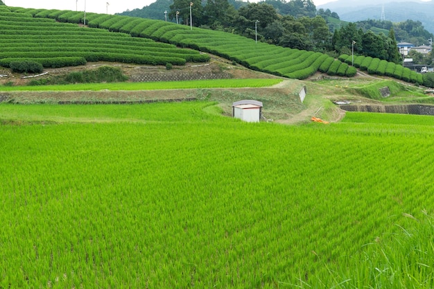 Rice field and tea farm