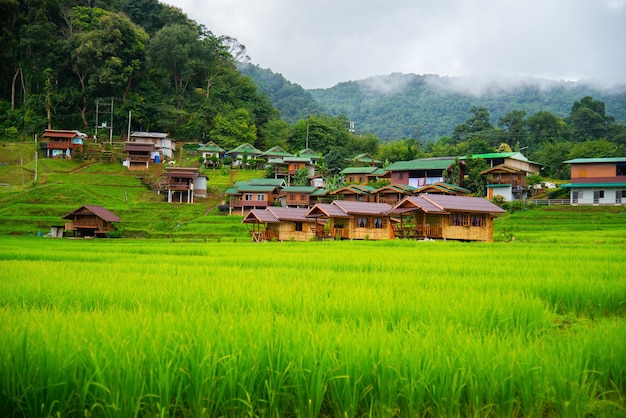 Terrazzi del giacimento del riso a mae klang luang, homestay chiangmai, tailandia