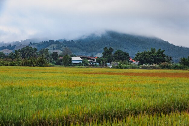 Giacimento del riso in tailandia