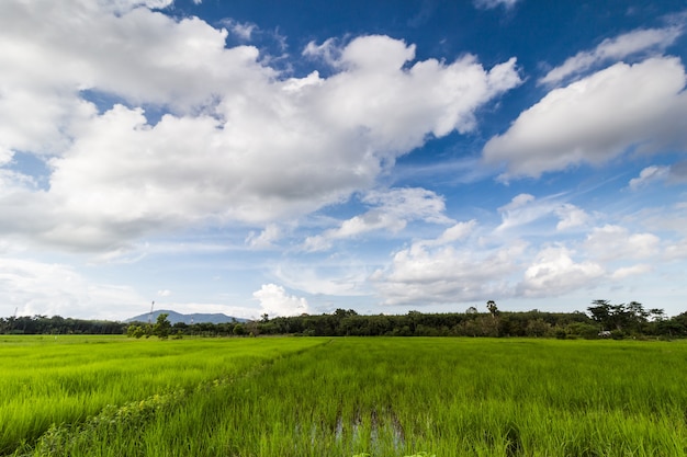 Rice field in Thailand