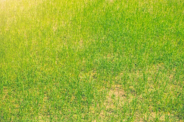 Rice field in thailand