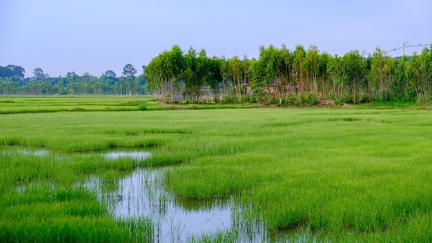 rice field thrips