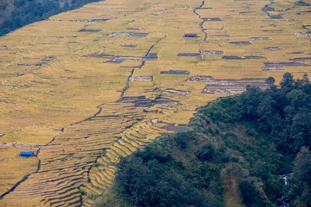 Rice field trader