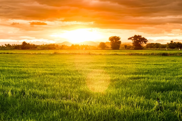 Rice field at twilight sunset