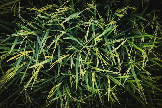 Rice field view from the top