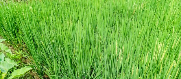 Photo rice field in the wind