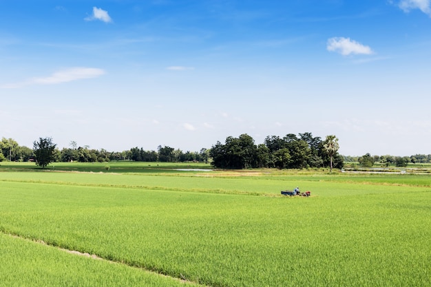 Rice field with blue sky