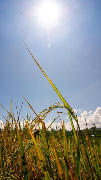 rice field with blue sky