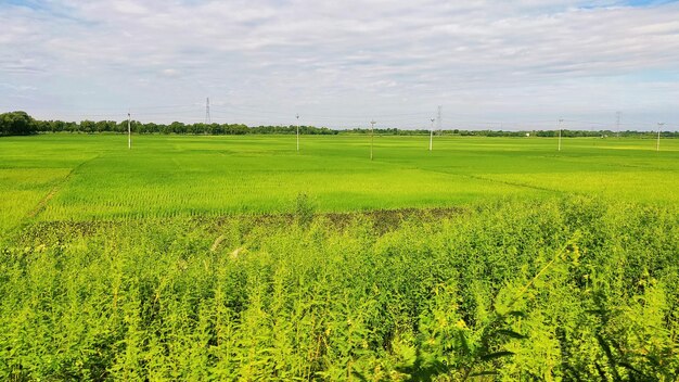 Foto campo di riso con nuvole o cielo blu