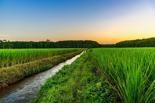 Rice field with color of sky in twilight