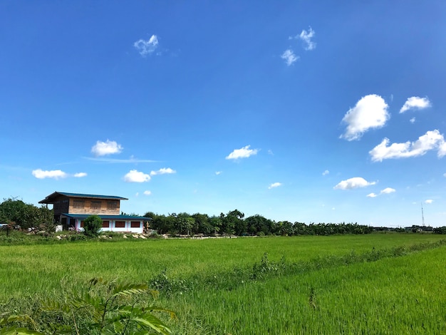 Photo rice field with house