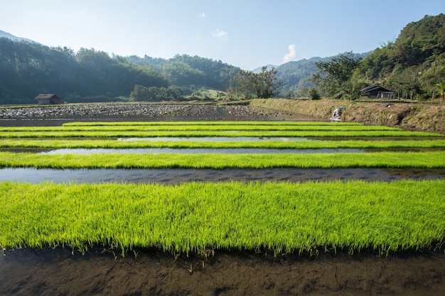 Rice field with mountain background in  the morning