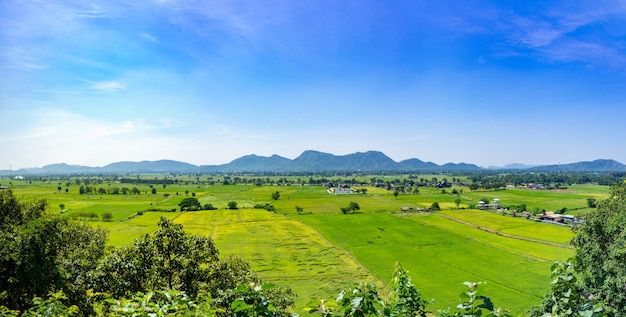 Rice field with mountain background with beautiful blue sky