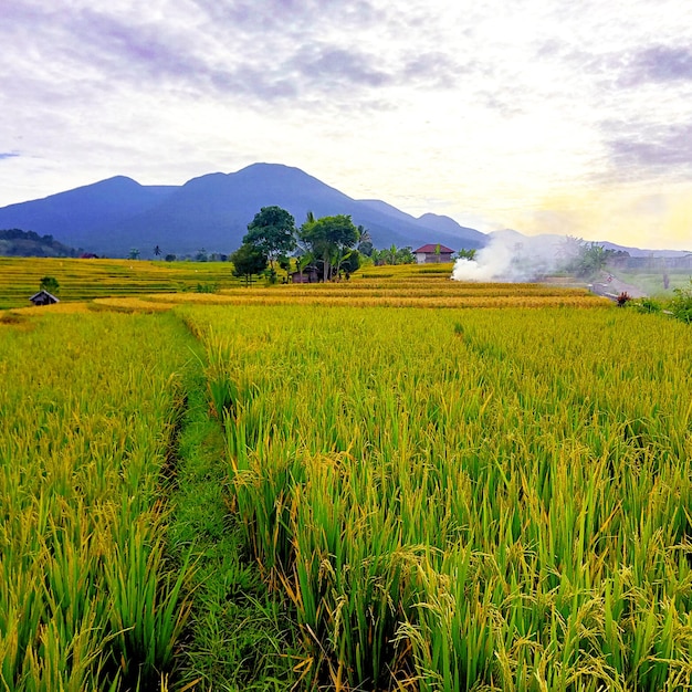 A rice field with a mountain in the background