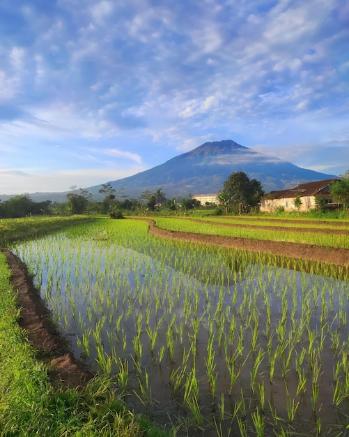 山を背景にした田んぼ