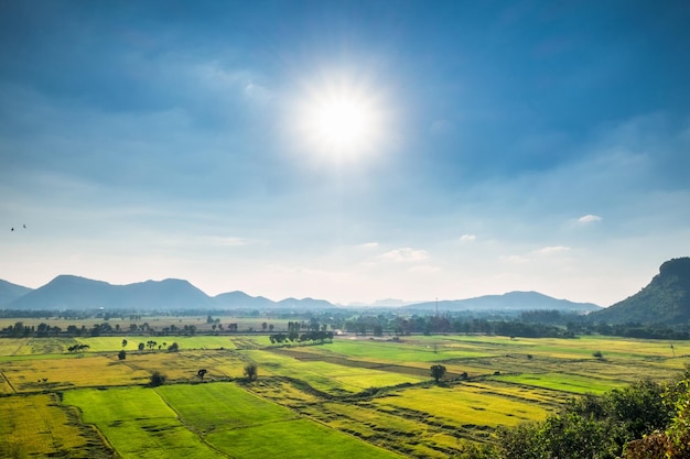 Rice field with mountain landscape