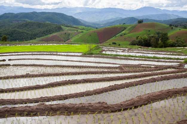 A rice field with mountains in the background