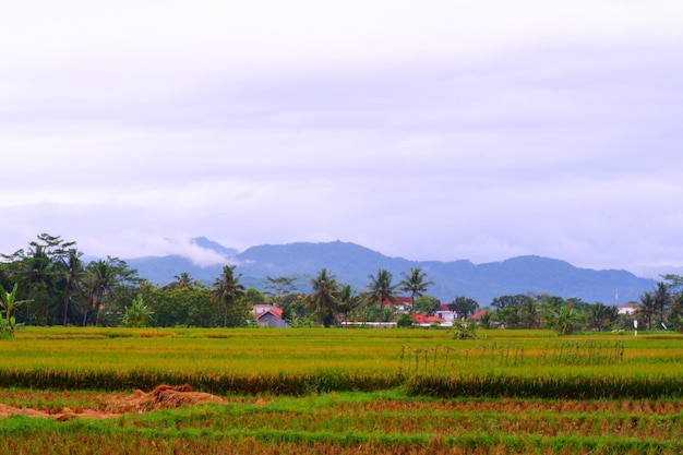 A rice field with mountains in the background