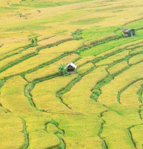 A rice field with a small hut in the middle of it