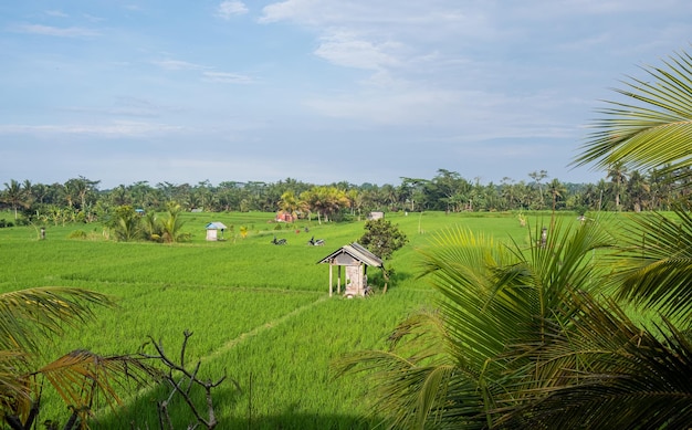 Photo rice field with small storage