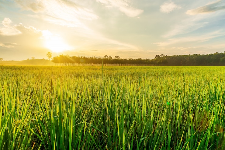 Rice field with sunrise or sunset in moning light