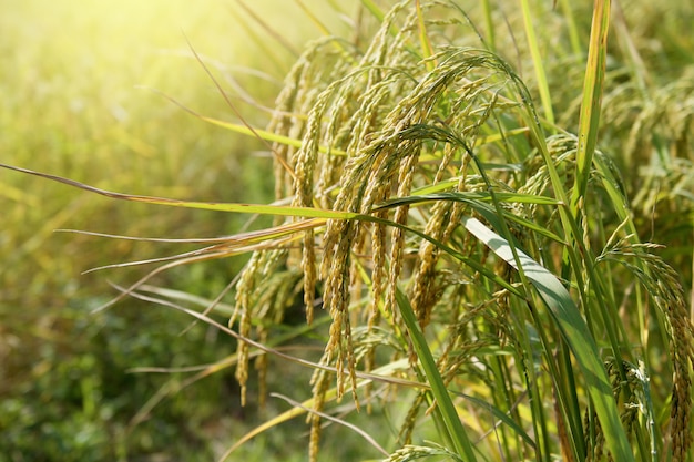Rice field with sunshine