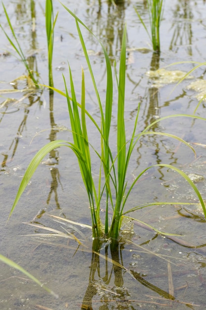 Rice field with young plants