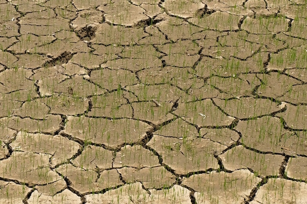 Rice in the field without water