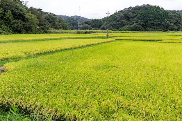 рисовом поле