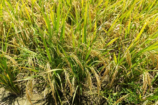 Rice field