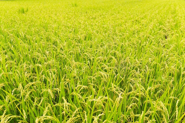 Rice field