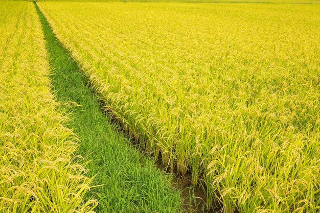 Rice field