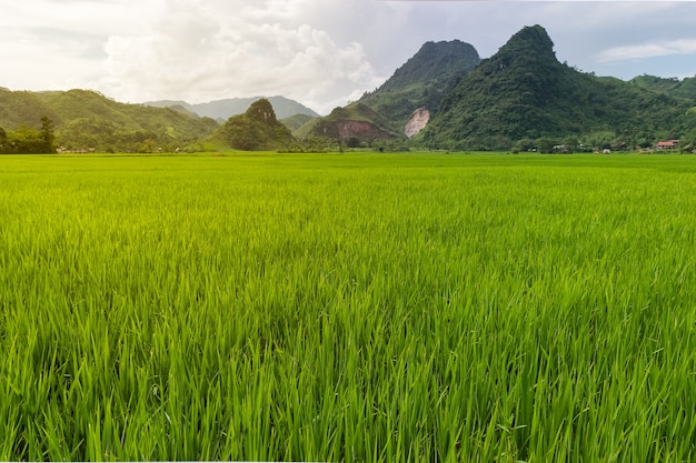 rice field