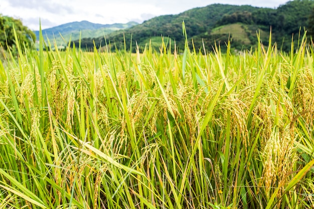 Rice field