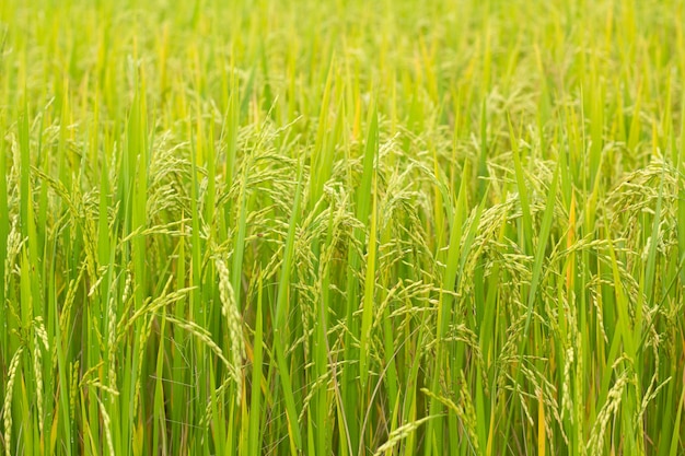 rice field