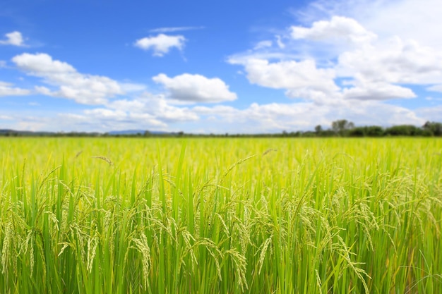 Rice field