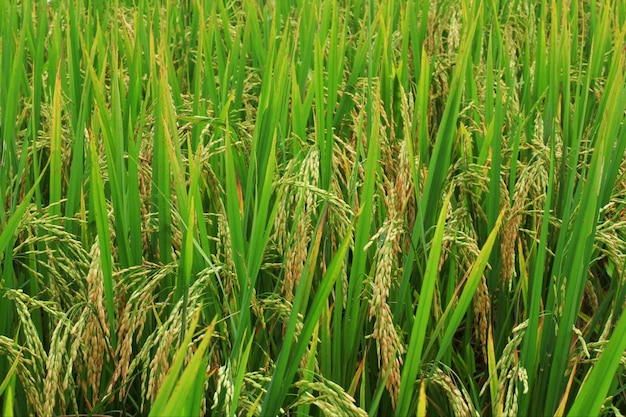 Rice field 